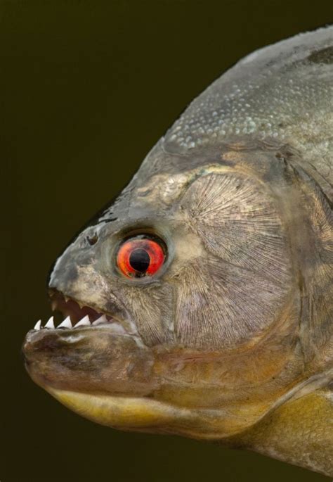 giant piranha extinct|Black piranha, megapiranha have most powerful bites of fish .